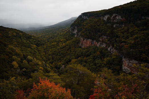 Elevated view of lush forest canyon in autumn with mist, capturing the serenity and drama of nature.
